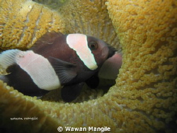 nemo by Wawan Mangile 
